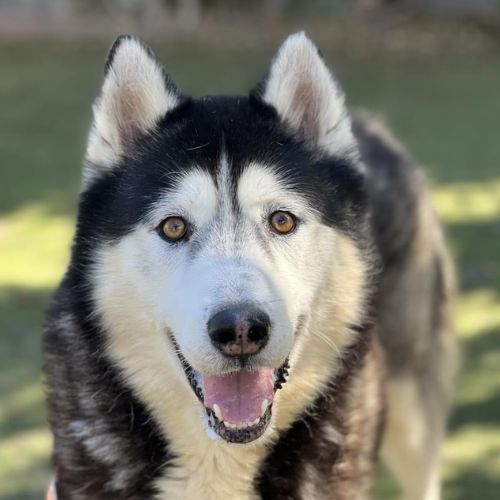 Alaskan Malamute