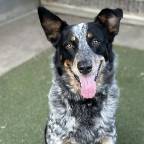 Australian Cattle Dog