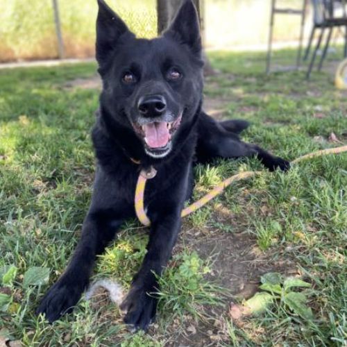 Australian Kelpie