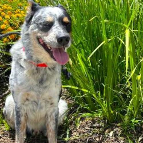 Australian Shepherd