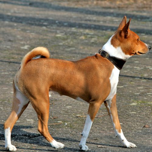 Basenji