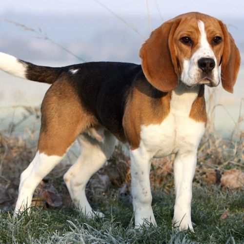 Beagle