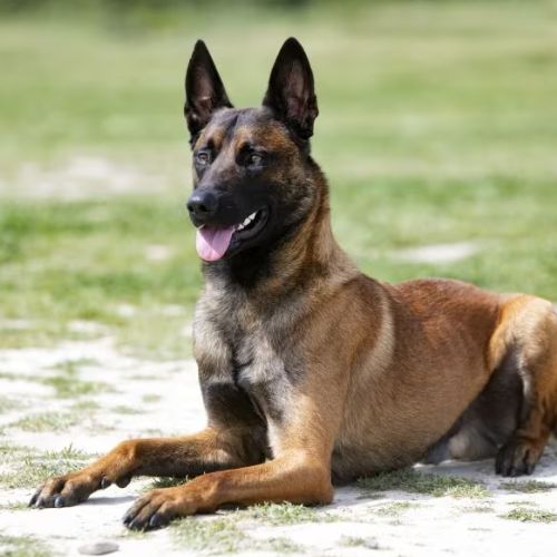 Belgian Malinois