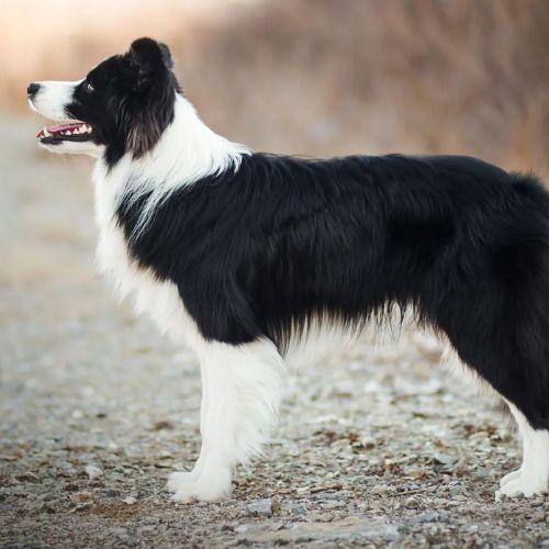 Border Collie