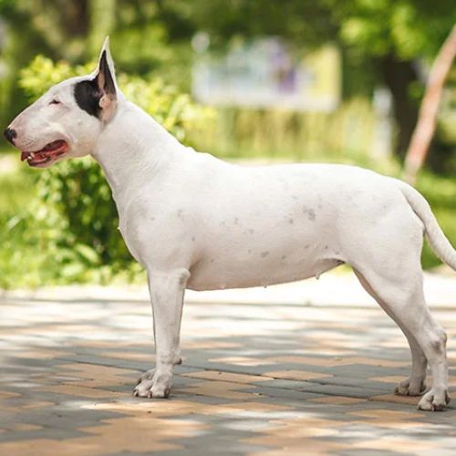 Bull Terrier