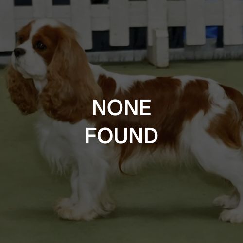 Cavalier King Charles Spaniel - None Found