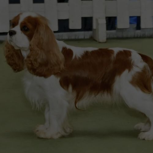 Cavalier King Charles Spaniel - None Found