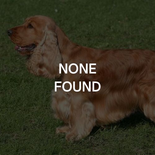 Cocker Spaniel - None Found