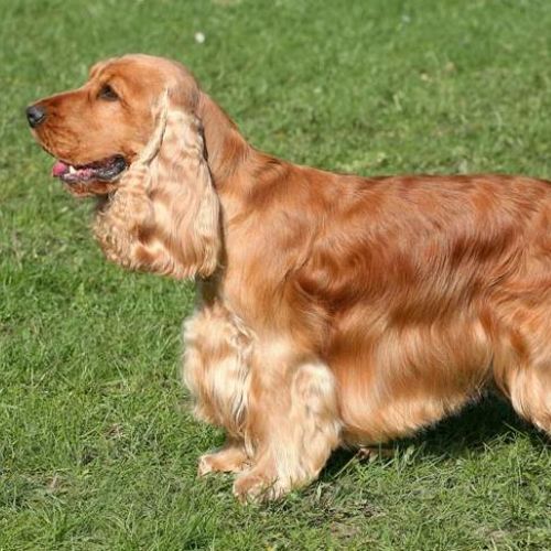 Cocker Spaniel