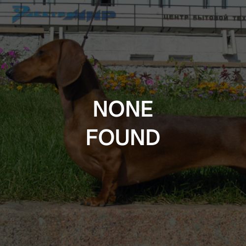 Dachshund None Found