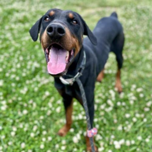 Doberman Pinscher