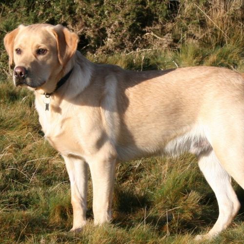 Labrador Retriever