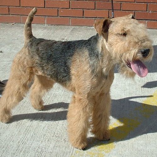 Lakeland Terrier