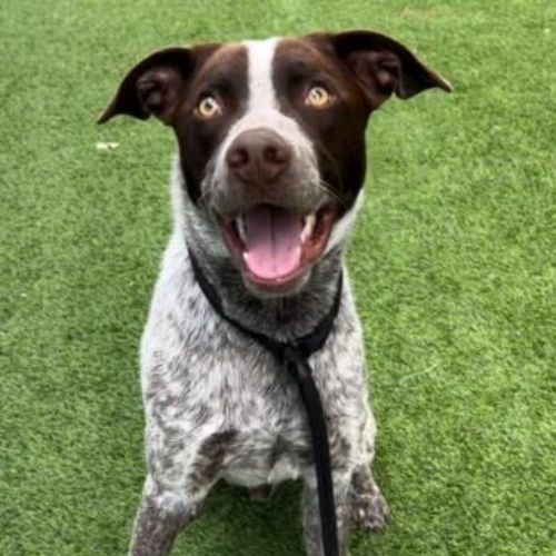 German Shorthaired Pointer