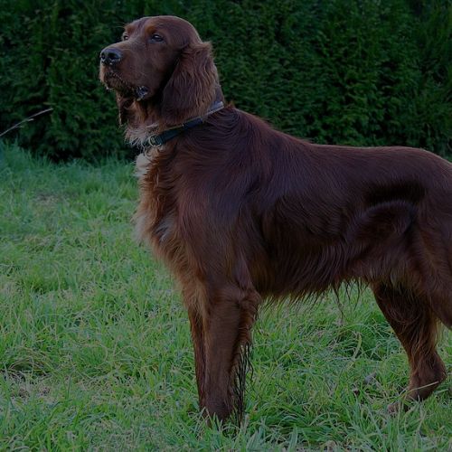 Irish Setter