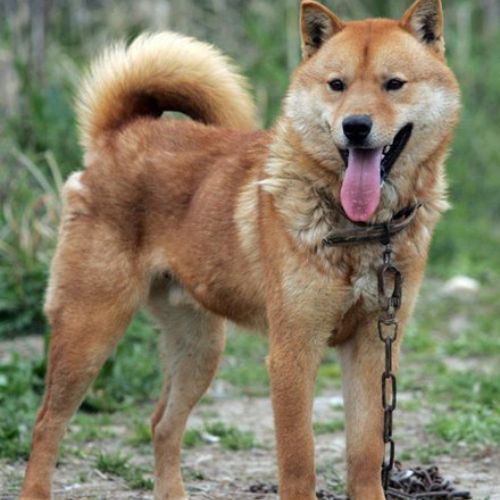 Korean Jindo