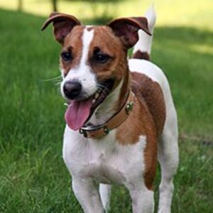 Jack Russel Terrier